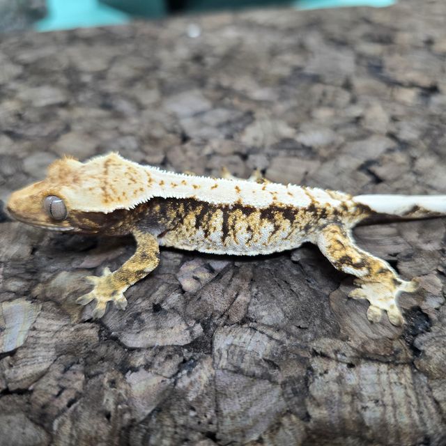 노멀 트라이 익스트림할리퀸