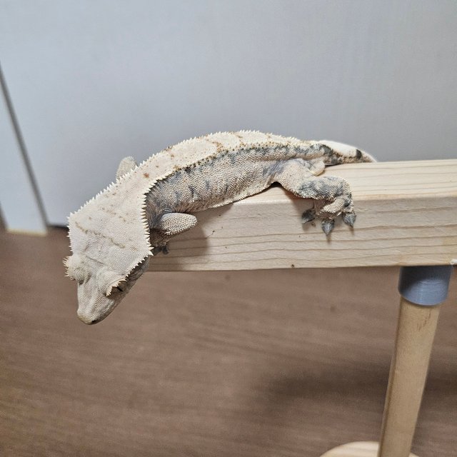 트라이 익스트림할리퀸