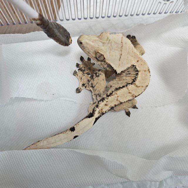 트라이 익스트림할리퀸