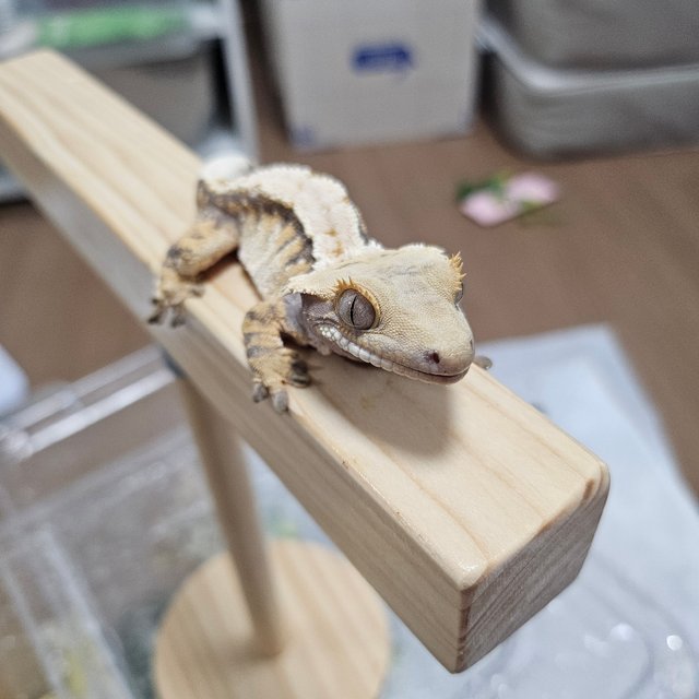 트라이 익스트림할리퀸