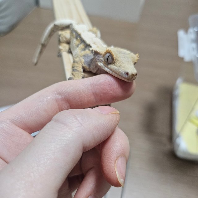 트라이 익스트림할리퀸