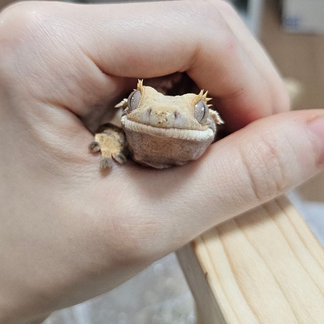 트라이 익스트림할리퀸