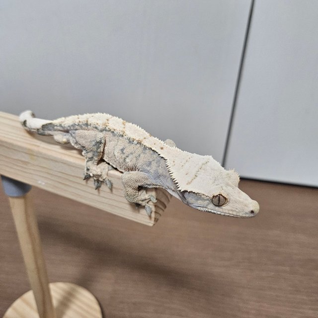 트라이 익스트림할리퀸