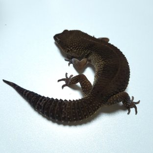 블랙나이트 텐저린