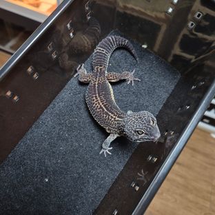 블랙나이트 카본