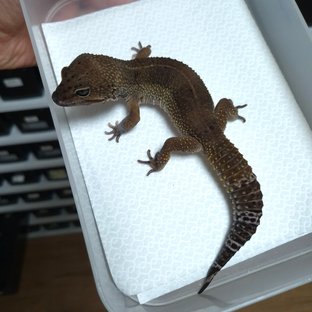 블랙나이트 텐저린