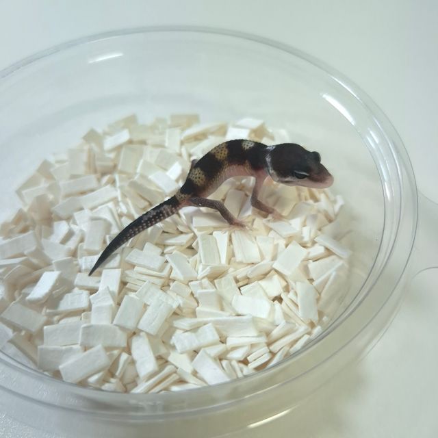 블랙나이트 스노우 이클립스