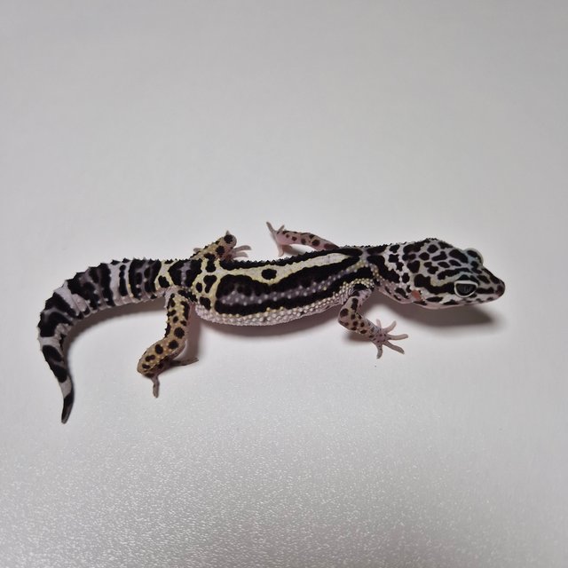 블랙나이트 스노우