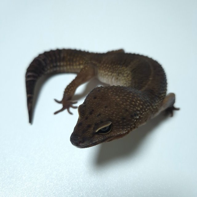 블랙나이트 텐저린