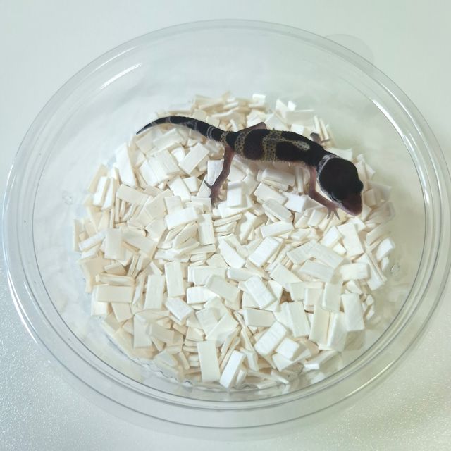 블랙나이트 스노우