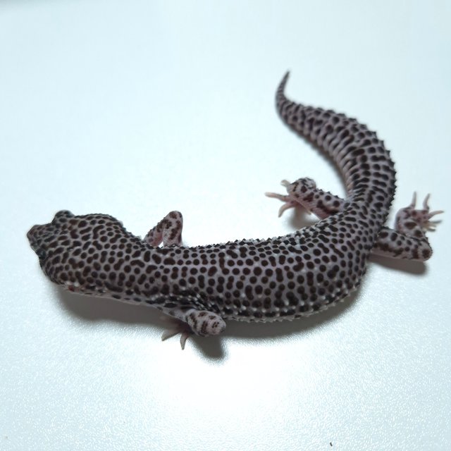 슈퍼스노우 블리자드 블랙나이트