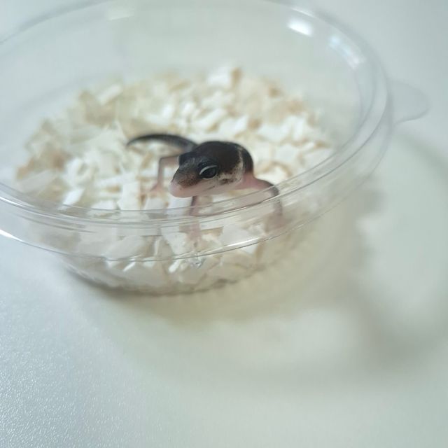 블랙나이트 스노우 이클립스