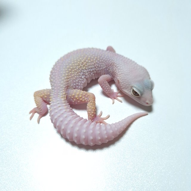 W&Y 트램퍼알비노 블리자드