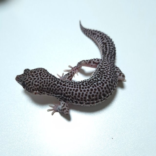 슈퍼스노우 블리자드 블랙나이트