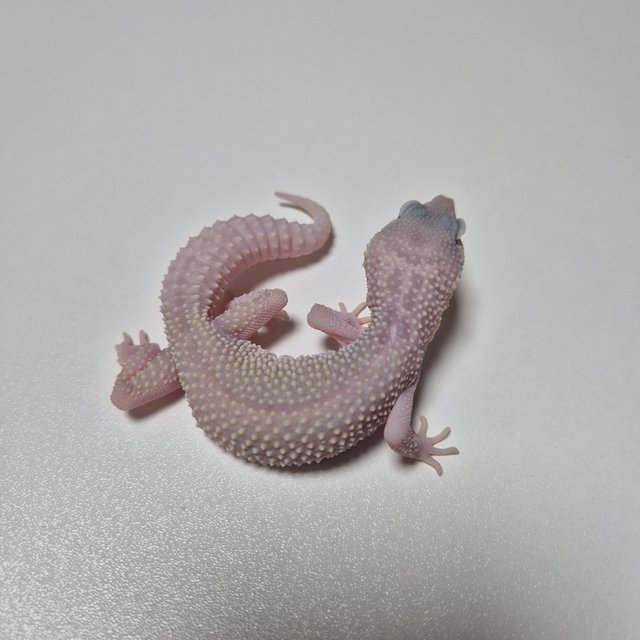 스노우 머피 패턴리스