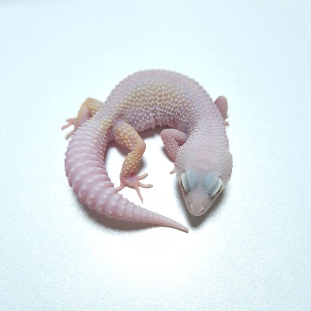 W&Y 트램퍼알비노 블리자드