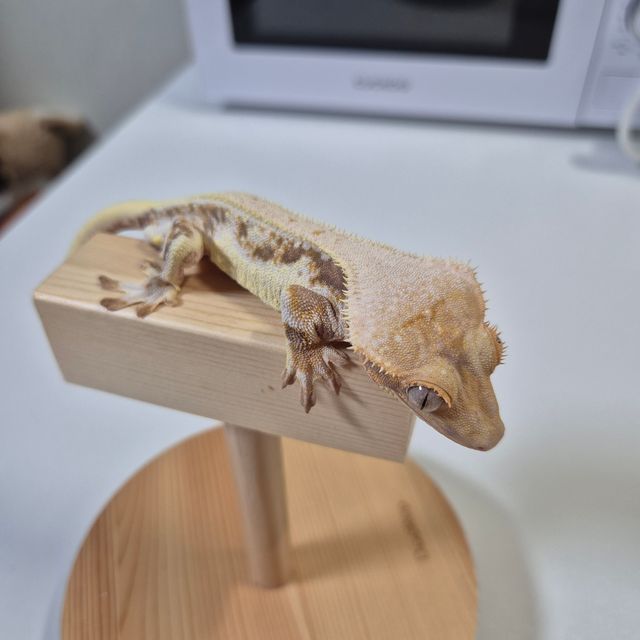 릴리화이트
