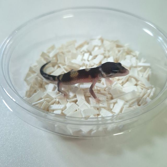 블랙나이트 스노우 이클립스