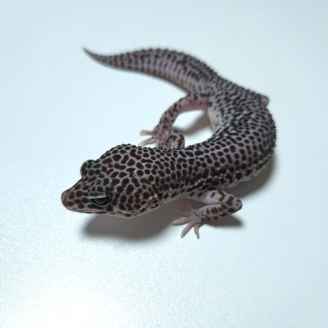 슈퍼스노우 블리자드 블랙나이트