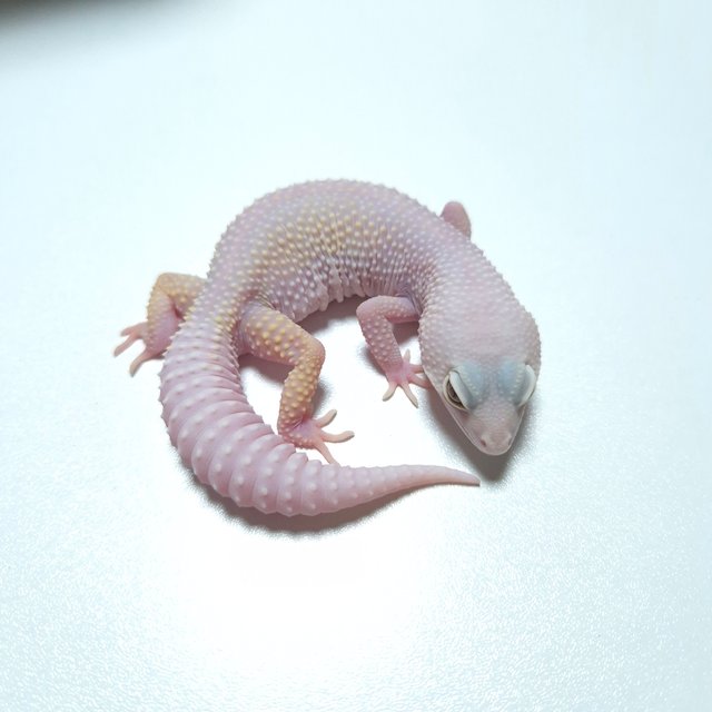 W&Y 트램퍼알비노 블리자드