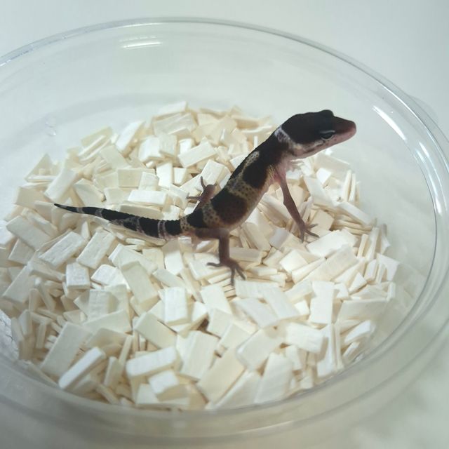 블랙나이트 스노우