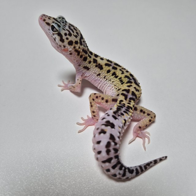 스노우 이클립스 블랙나이트