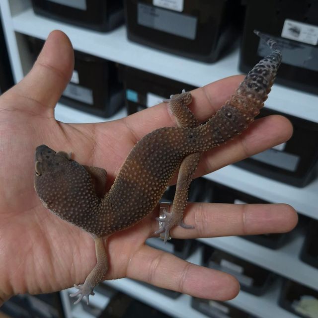 블랙나이트 만다린