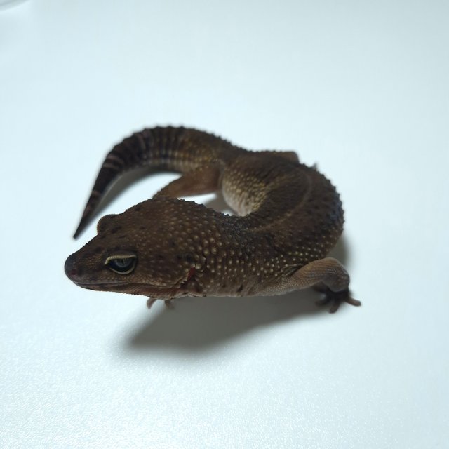 블랙나이트 텐저린