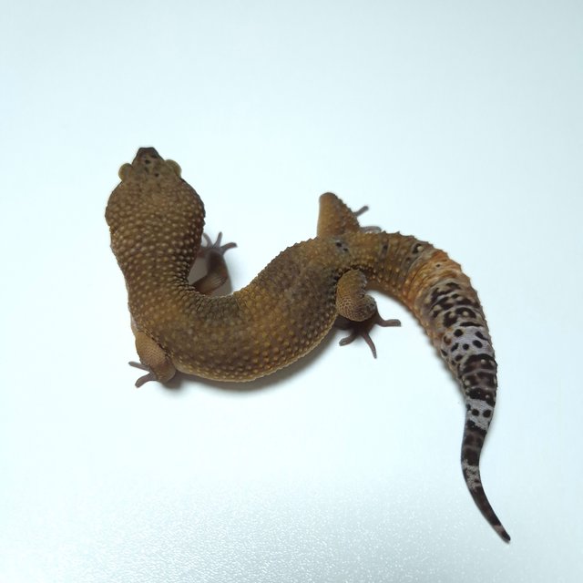 블랙나이트 텐저린