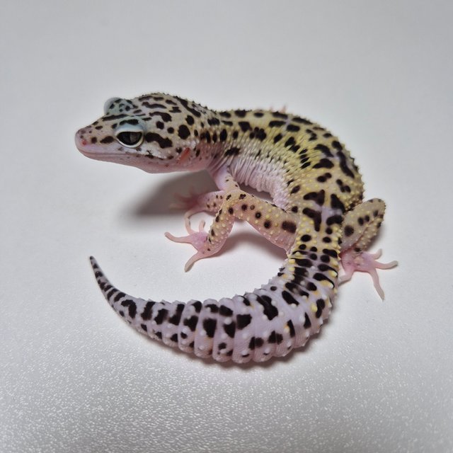 스노우 이클립스 블랙나이트