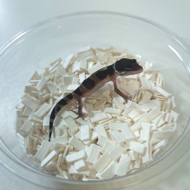 블랙나이트 스노우