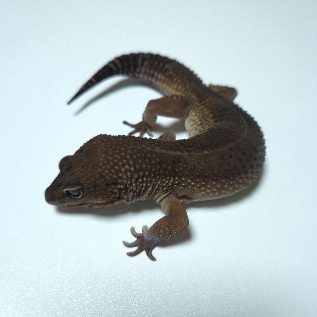 블랙나이트 텐저린