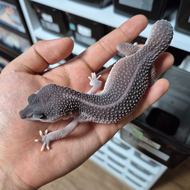 슈퍼스노우 블랙나이트 머피 패턴리스