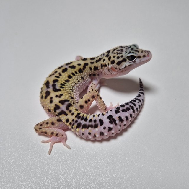 스노우 이클립스 블랙나이트