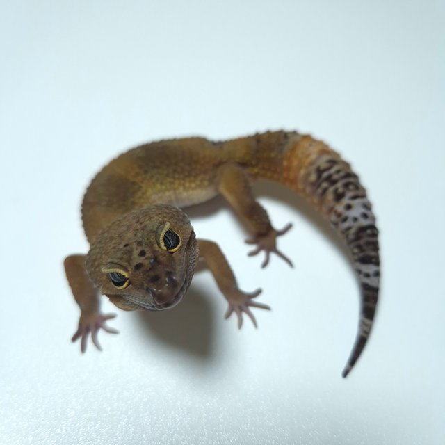 블랙나이트 텐저린