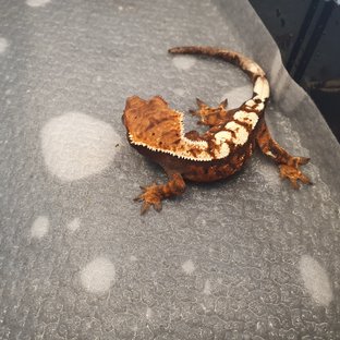 세이블 100%헷아잔틱