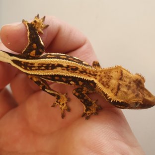 노멀 엠티백 풀핀 쿼드