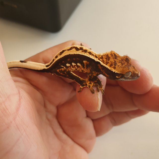 노멀 엠티백 풀핀 쿼드 다크