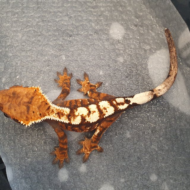 세이블 100%헷아잔틱