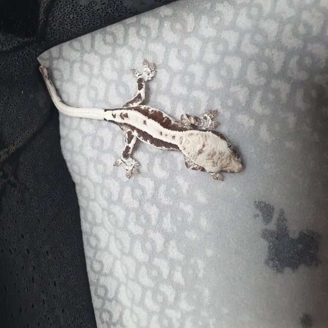 프라푸치노 아잔틱 화이트