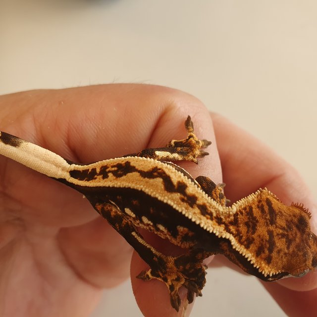 노멀 엠티백 풀핀 쿼드 다크