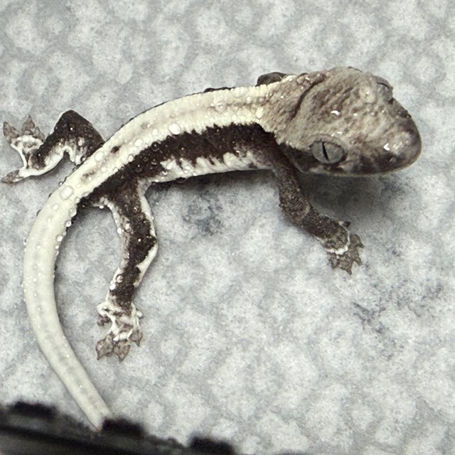 릴잔틱 아잔틱 릴리화이트 드리피