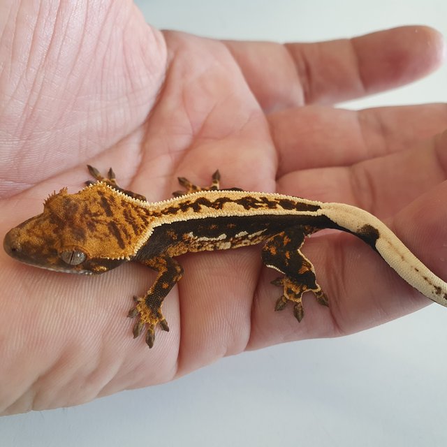 노멀 엠티백 풀핀 쿼드 다크