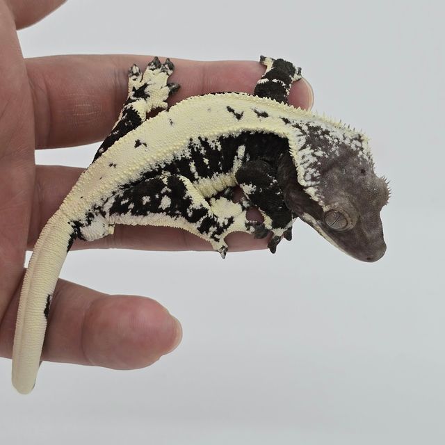 릴잔틱 아잔틱 드리피