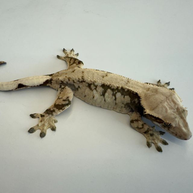 노멀 트라이 드리피 화이트스팟