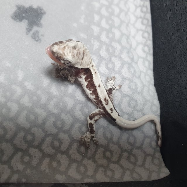 프라푸치노 아잔틱 화이트