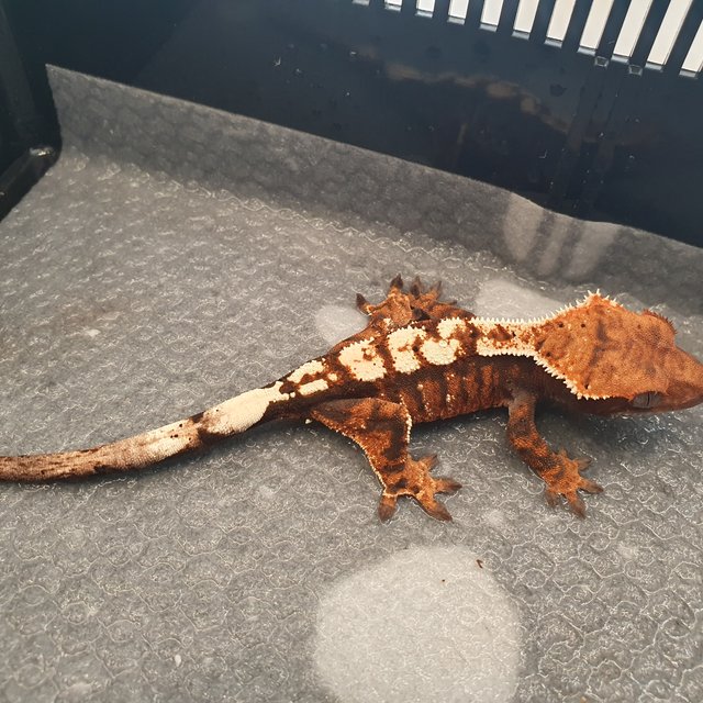 세이블 100%헷아잔틱