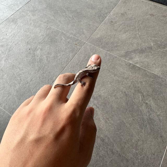 아잔틱