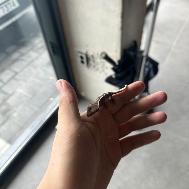 아잔틱