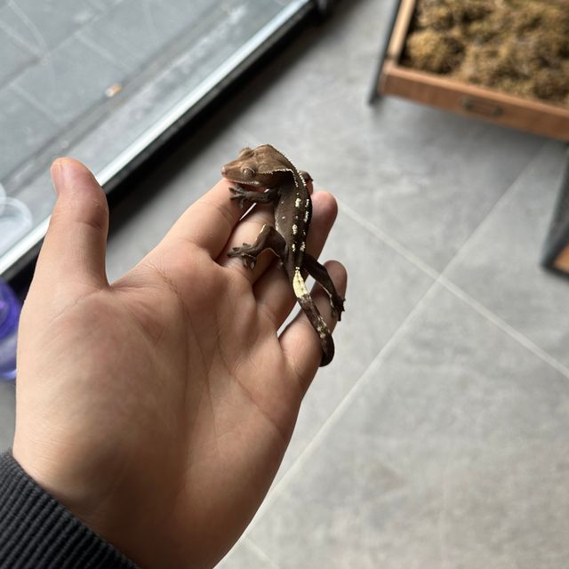 아잔틱
